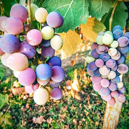 Cascina Il Dovese Couette-café Gabiano