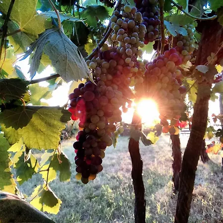 Cascina Il Dovese 住宿加早餐酒店 2*