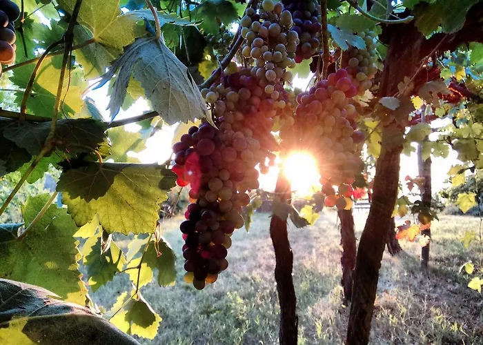 Cascina Il Dovese Bed and breakfast 3*